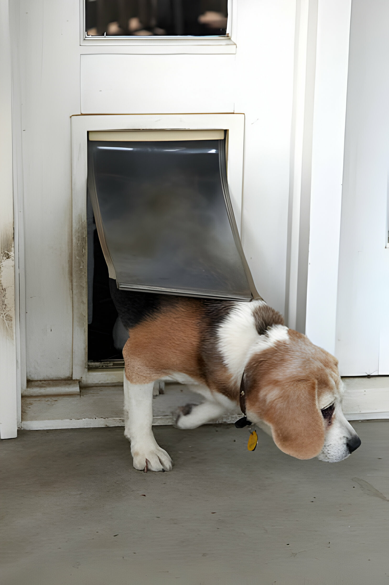 Dog Flaps for Doors