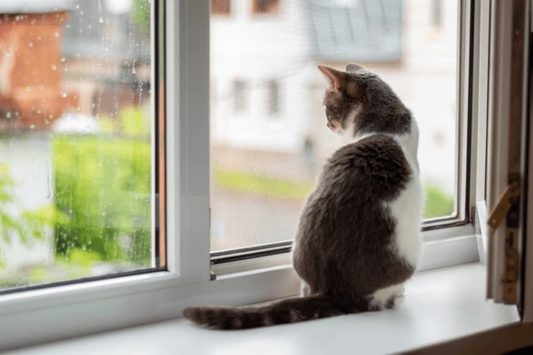 Cost Breakdown Of Diy Cat Flap Installation In Double Glazing