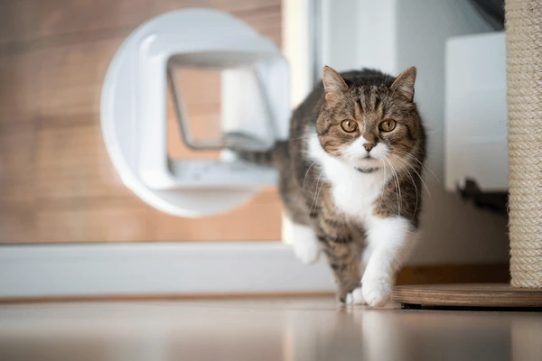 DIY Cat Flap in Double Glazing Cost Breakdown