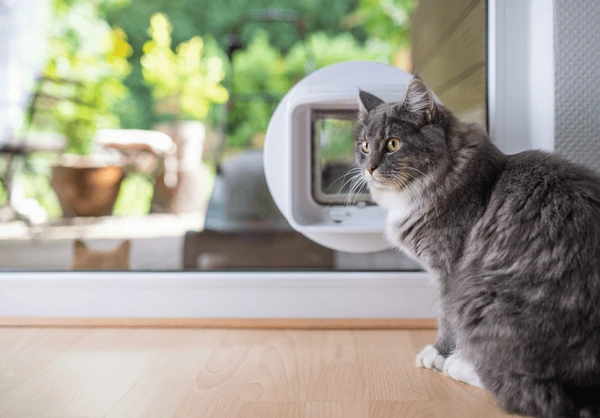 Understanding The Need For A Cat Flap In Double Glazing